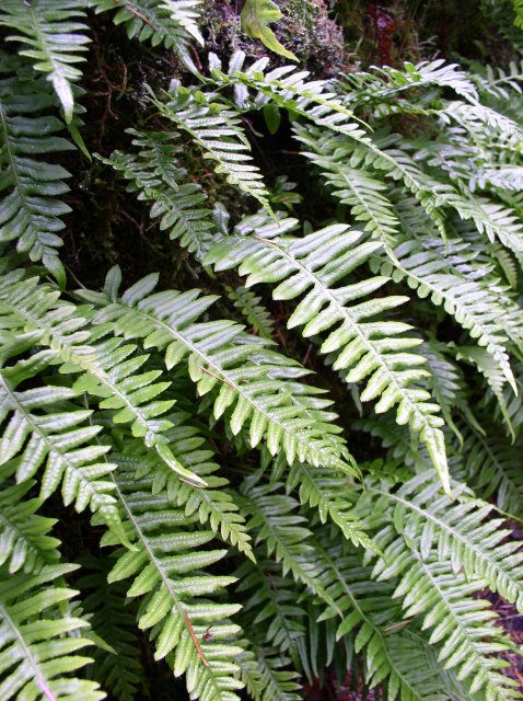 Waukeena Mult Falls 11.26.05 010 